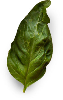 green leaf