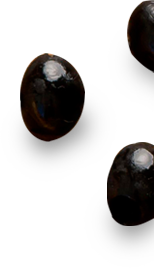 jamun